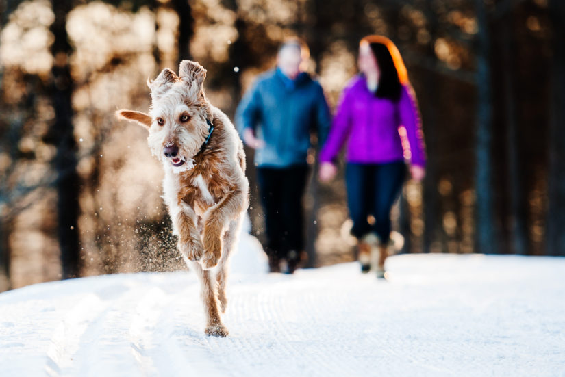 Dog;Stowe;Trapp Family Lodge;Vermont Engagement Photos;Winter